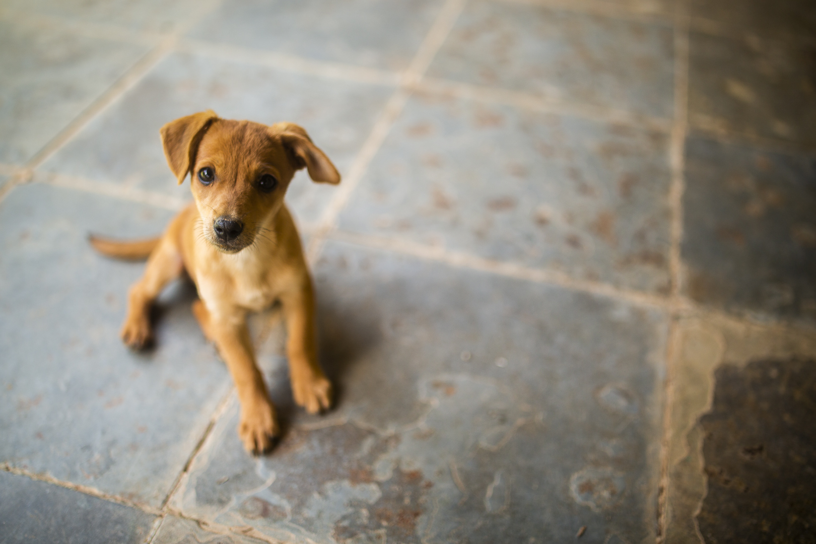 petisco seguro para filhotes