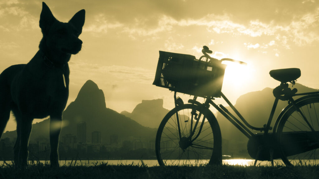 Gita, inspiração da Barkeria, em paisagem do Rio de Janeiro